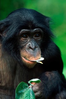 Bonobo (Pan paniscus), bonobo
