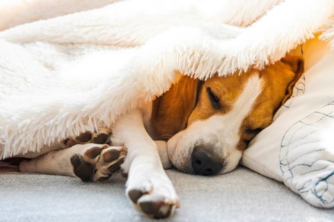 Adorable beagle dog sleeps on a sofa under blanket. Dog bright background. Canine concept