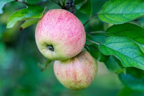 Finkenwerder Herbstprinz, apple, old variety, Germany, Europe