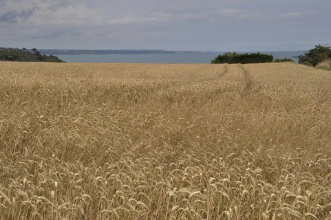 Vast golden wheat field under a cloudy sky with a distant horizon