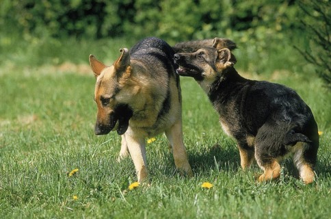 GERMAN SHEPHERD DOG, ADULT WITH PUPPY STANDING ON GRASS