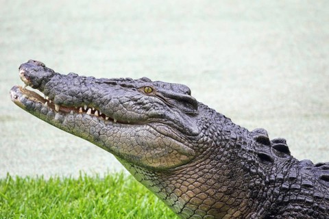 Saltwater crocodile (Crocodylus porosus) in Queensland, Australia, Oceania