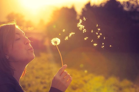 Cut out of a young woman which is blowing dandelion in the evening sun