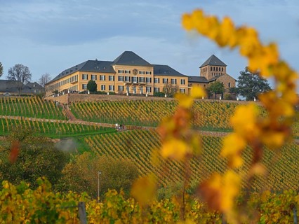 Johannisberg Castle, Winery, Riesling Cultivation, Geisenheim, Rheingau, Hesse, Germany, Europe