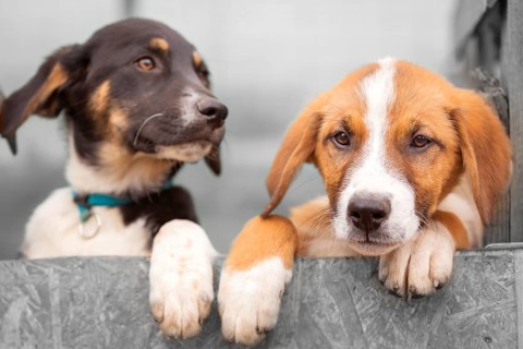 Portrait of two sad dog puppies in shelter behind fence waiting to be adopted