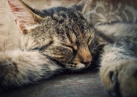 Sleeping cat close-up portrait. Cute brown striped kitten take a nap. Lovely and lazy tomcat