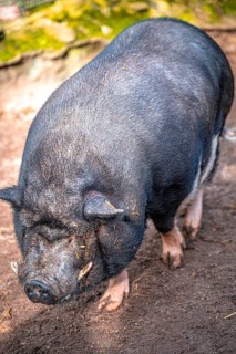 Vietnamese pot-bellied pig (Sus scrofa domesticus) in its territory, Eisenberg, Thuringia, Germany,