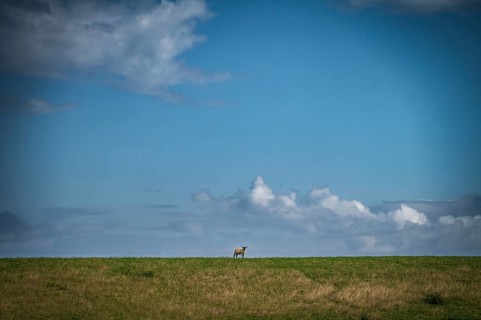 A sheep stands alone on a dyke under a wide blue sky with clouds, East Frisia, Lower Saxony