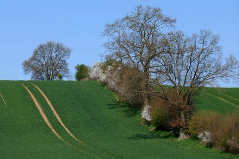 Wall hedge in Schleswig Holstein