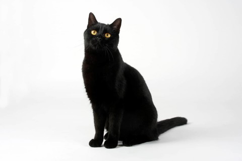 Domestic cat, male cat