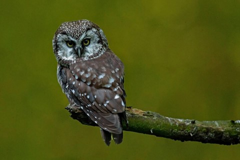 Tengmalm's owl sitting on a branch looking from behind