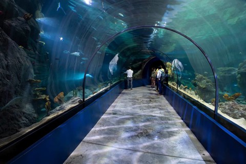 Exhibition room, aquarium, Odysseo Oceanarium Mauritius, show aquarium, large aquarium, old town,