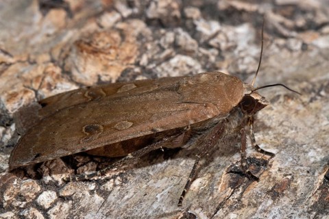 Mother moth butterfly with closed wings sitting on tree trunk looking right