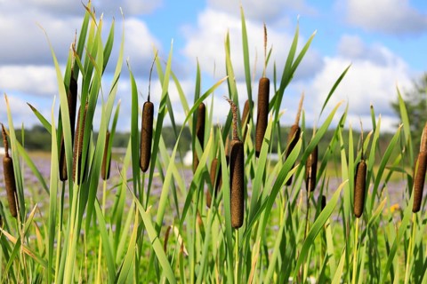 Typha latifolia, also called Bulrush or Common Cattail growing in a trench. Typha fiber has a