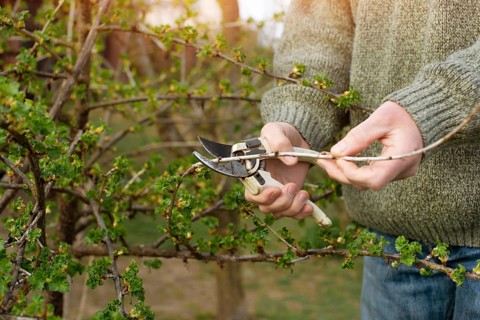 Caucasian gardener pruning plants at backyard spring time