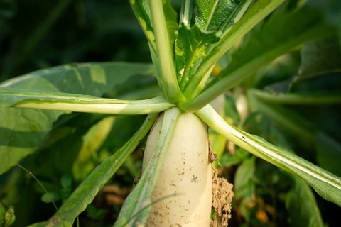Close-up of white radishes growing in a garden bed, surrounded by lush green leaves. Sunlight