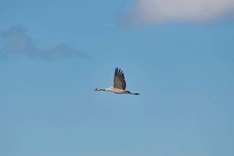 Crane (Grus grus) in elegant flight under a blue sky, Zingst, Bodden, Mecklenburg-Vorpommern,