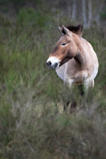 Przewalski's horse (Equus przewalskii), single animal on a meadow at the edge of a forest,