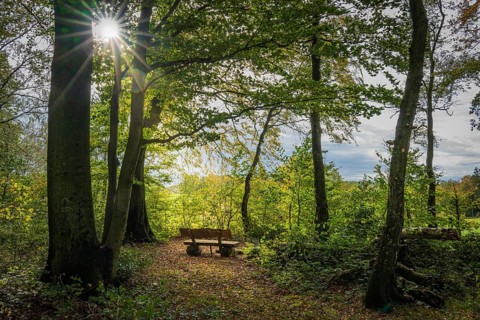 An empty park bench in the forest, flooded with warm rays of sunshine on an autumn day,