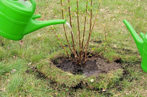 Watering a shrub, watering a shrub