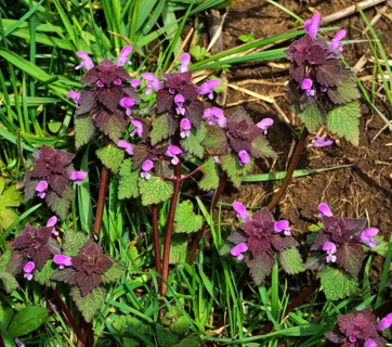 Purpurrote Taubnessel, Lamium purpureum, purple deadnettle, deadnettle, red deadnettle,, CONTINENT_