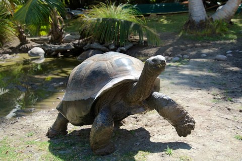 Giant tortoise on the Seychelles island of Curieuse