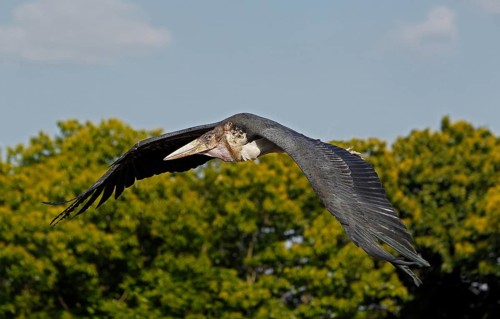 Marabou Stork (leptoptilos crumeniferus), Adult in Flight, Masai Mara Park in Kenya