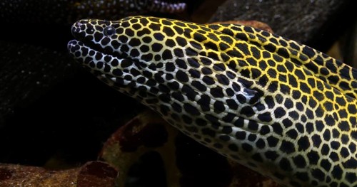 Laced Moray, gymnothorax tessellata, Laced Moray, gymnothorax tessellata
