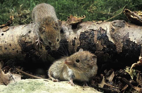 Bank Vole (clethrionomys glareolus), Normandy