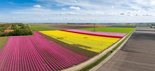 Aerial view of a beautiful landscape filled with colorful tulips