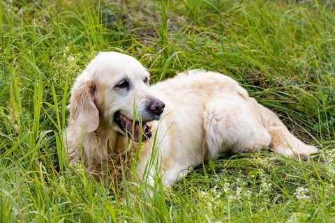 Freundlicher Retriever-Senior liegt auf einer Wiese
