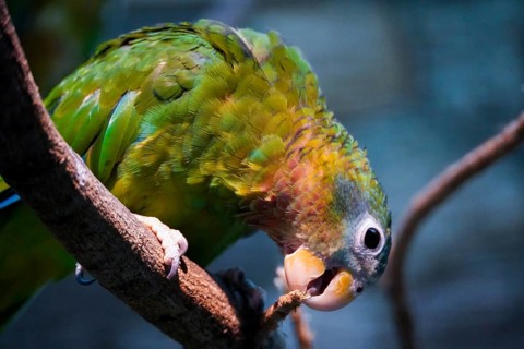 Parrot sitting on a branch and nibbling on something, Parrot, Jamaica Amazon 29664 Walsrode,