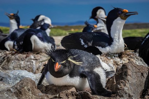 Rockhopper penguin (Eudyptes chrysocome) on its nest in a cormorant colony, Pebble Island, Falkland