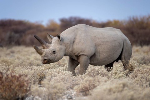 Black rhino, Diceros bicornis, Etosha National Park, Namibia, Africa