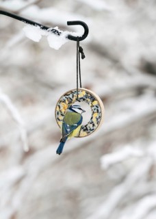 The little blue tit (Cyanistes caeruleus) sits on the bird feeder ring in the snow-covered winter