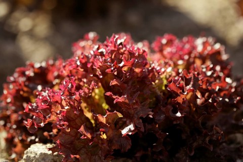 Red little baby lettuce in the fields from spain