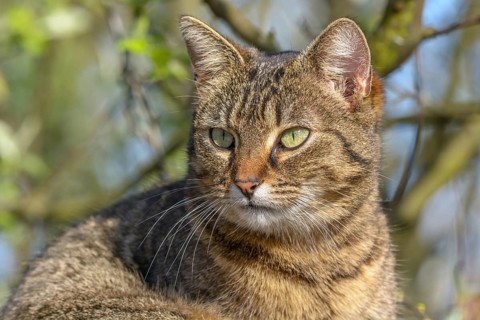 Portrait of a Young tabby cat resting in the sun in spring. Alsace, France, Europe