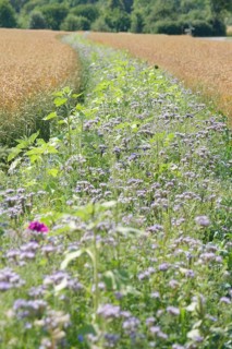 Flower strips in cereal fields, biodiversity, agriculture, agribusiness, Schöntal, Jagsttal, Jagst,