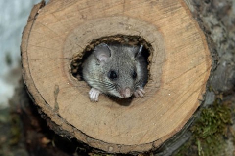 Dormouse looking out of a tree trunk from the front