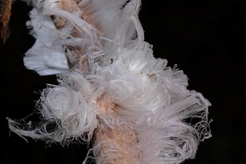 Hair ice fruiting bodies white wavy ice needles on tree trunk