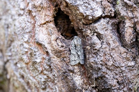 Golden-haired Bark Owl (Acronicta auricoma), sits perfectly camouflaged on bark, North
