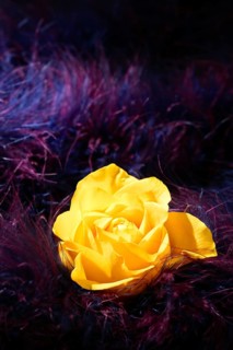 Yellow rose flower over soft feather purple and pink dark background