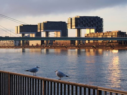 Seagulls on the Rhine, behind them the crane houses, sunrise, Cologne, Germany, Europe