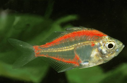 Parambassis ranga, 'Indian glass perch, Indian glass perch, Other animals, Fish, Perch-like,