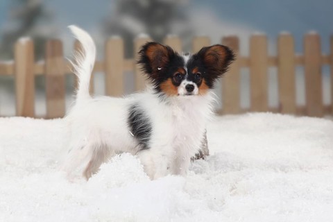 Papillon, puppy, 4 months, butterfly doggy, continental dwarf spaniel, sideways