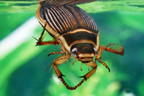 Great diving beetle (dytiscus marginalis), Dytiscidae, Other animals, Insects, Beetles, Animals,