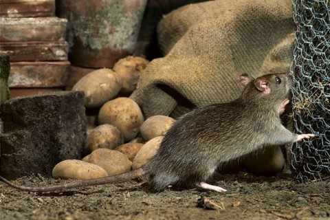 Common Rat (Rattus norvegicus) in cellar