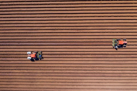 Aerial view of farmers working in a field gathering crops for consumers
