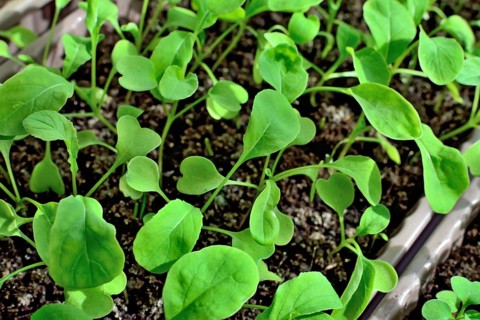 Arugula seedlings close up growing on the windowsill in a plastic box
