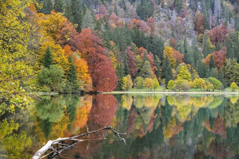 Reflection of colourful autumn trees in a calm lake, Feldsee, Black Forest, Germany, Europe